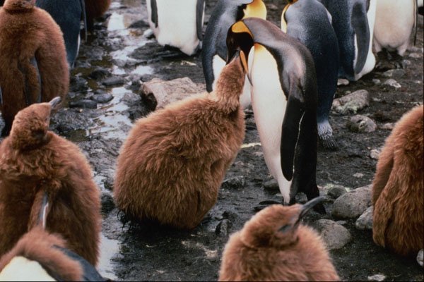 541035 King Penguin Feeding A Chick A4 Photo Print