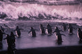 541036 Chinstrap Penguin A4 Photo Print