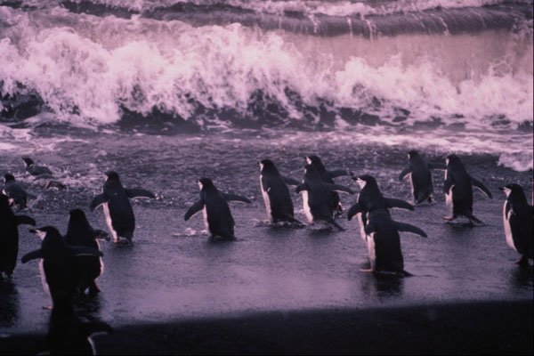 541036 Chinstrap Penguin A4 Photo Print
