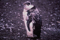 541037 Chinstrap Penguin A4 Photo Print