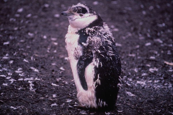 541037 Chinstrap Penguin A4 Photo Print
