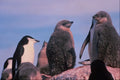 541038 Chinstrap Penguin And Chicks A4 Photo Print