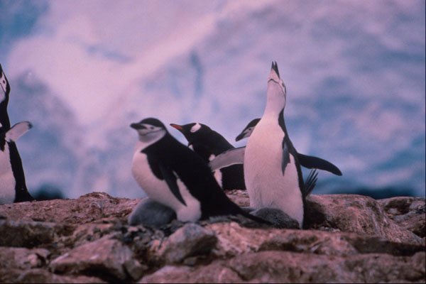 541039 Chinstrap Penguin And Gentos A4 Photo Print