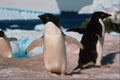 541040 Adelie Penguin A4 Photo Print