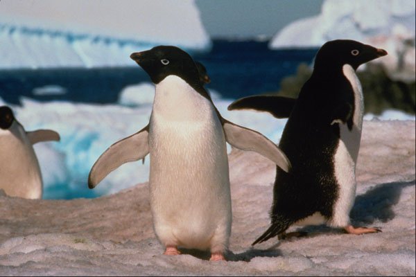 541040 Adelie Penguin A4 Photo Print