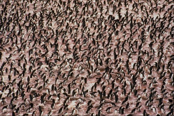 541041 Adelie Penguin A4 Photo Print