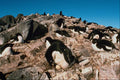 541042 Adelie Penguin A4 Photo Print