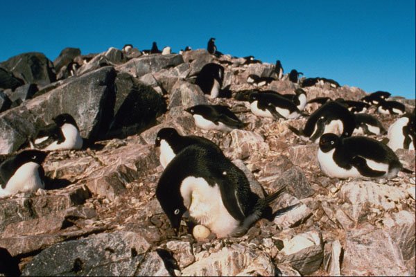541042 Adelie Penguin A4 Photo Print
