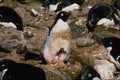 541043 Adelie Penguin A4 Photo Print