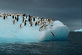 541044 Adelie Penguin A4 Photo Print