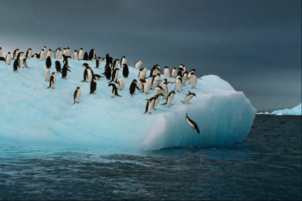 541044 Adelie Penguin A4 Photo Print