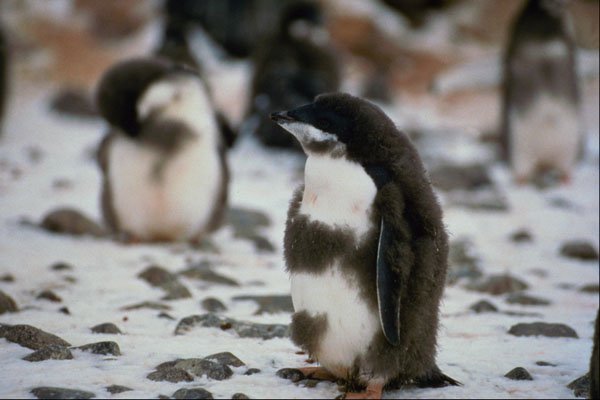 541045 Adelie Chicks A4 Photo Print