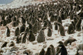 541046 Adelie Penguin Group A4 Photo Print