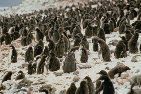541046 Adelie Penguin Group A4 Photo Print
