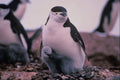 541047 Chinstrap Penguin A4 Photo Print