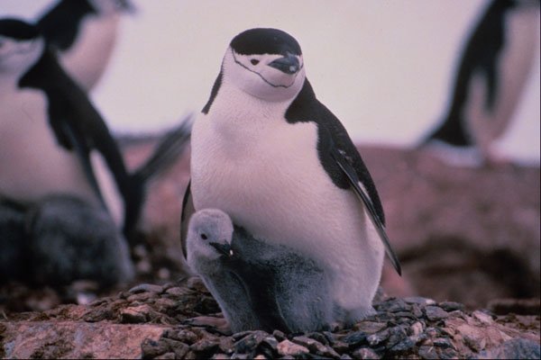 541047 Chinstrap Penguin A4 Photo Print
