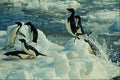 541048 Adelie Penguin Swimming A4 Photo Print