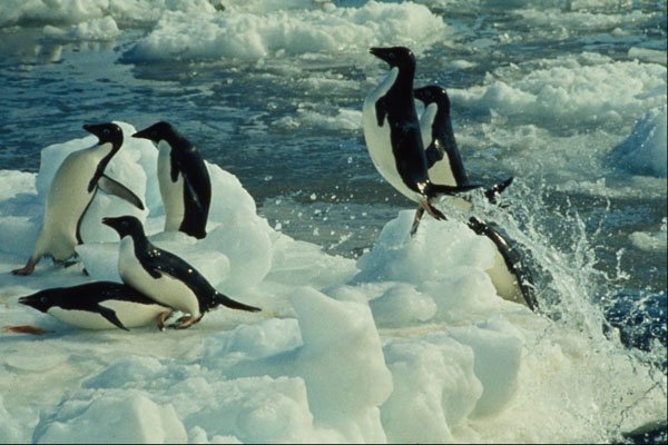 541048 Adelie Penguin Swimming A4 Photo Print