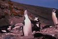 541049 Chinstrap Penguin A4 Photo Print