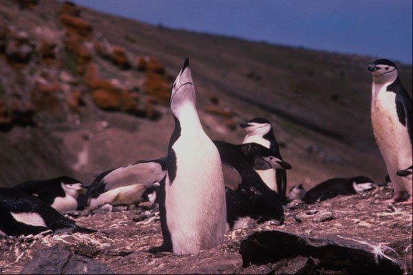 541049 Chinstrap Penguin A4 Photo Print