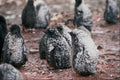 541050 Adelie Penguin A4 Photo Print