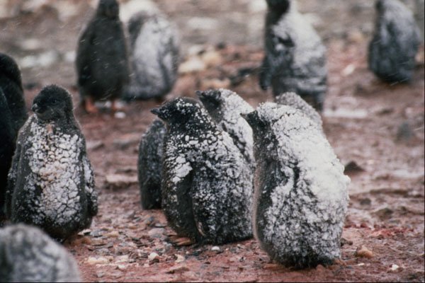 541050 Adelie Penguin A4 Photo Print