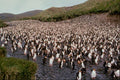 541051 Royal Penguins A4 Photo Print