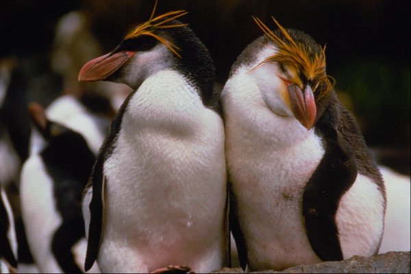 541052 Royal Penguins A4 Photo Print