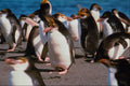 541053 Royal Penguins A4 Photo Print
