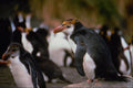 541054 Royal Penguins A4 Photo Print