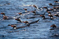 541055 Snares Island Penguins A4 Photo Print