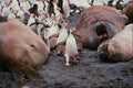 541056 Royal Penguins And Elephant Seals A4 Photo Print