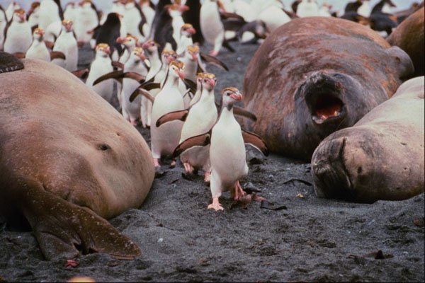 541056 Royal Penguins And Elephant Seals A4 Photo Print
