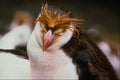 541057 Royal Penguin A4 Photo Print