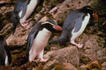 541058 Snares Island Penguins A4 Photo Print