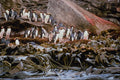 541059 Snares Island Penguins A4 Photo Print