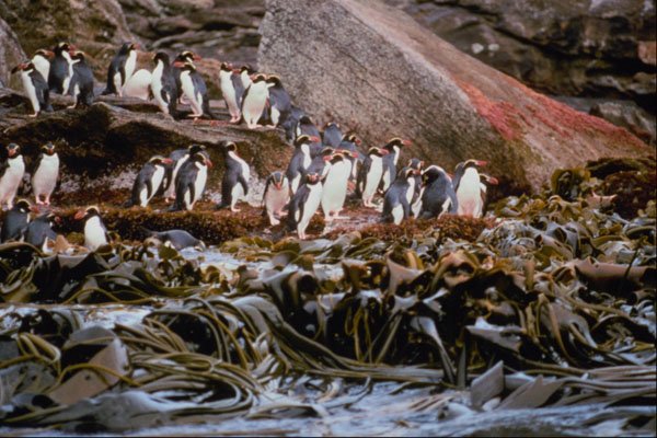 541059 Snares Island Penguins A4 Photo Print