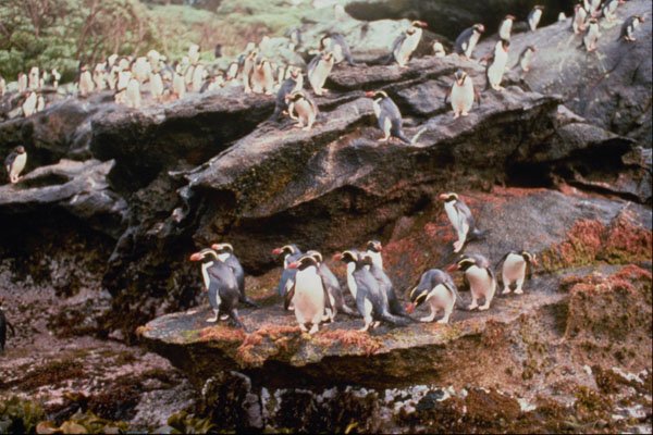 541060 Snares Island Penguins A4 Photo Print