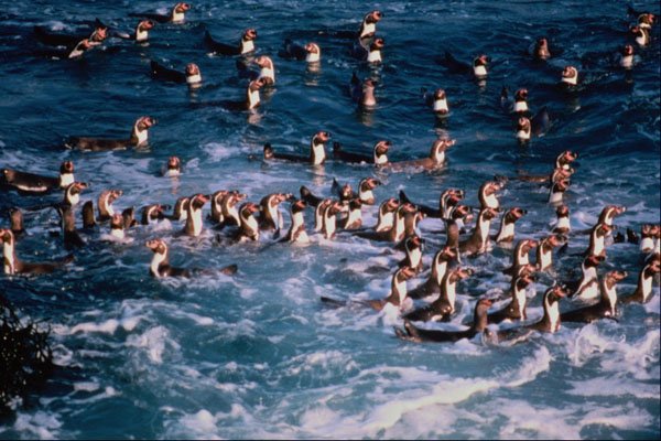541061 Humboldt Penguins A4 Photo Print