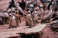 541062 Humboldt Penguins A4 Photo Print