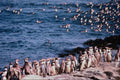 541063 Humboldt Penguins A4 Photo Print