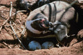 541064 Humboldt Penguin A4 Photo Print