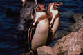 541065 Humboldt Penguins A4 Photo Print