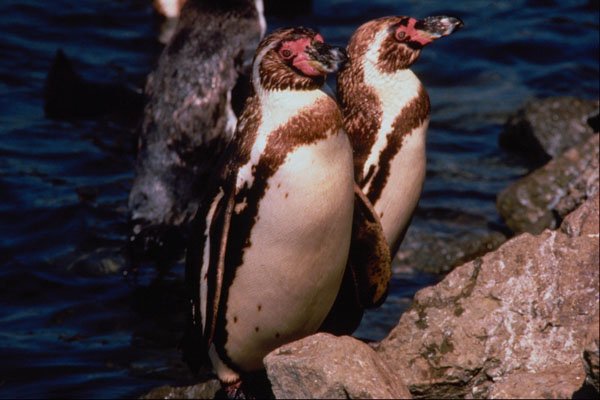541065 Humboldt Penguins A4 Photo Print