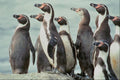 541066 Humboldt Penguins A4 Photo Print