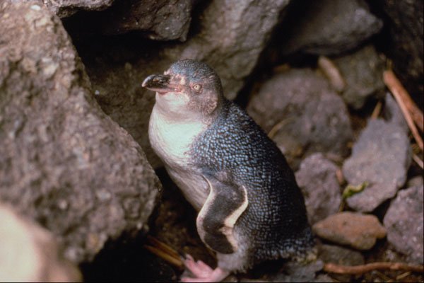 541067 Blue Penguin, Very Rare White A4 Photo Print