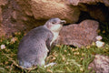 541068 Flippered Blue Penguin, Rare A4 Photo Print