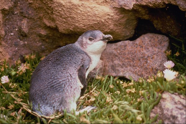 541068 Flippered Blue Penguin, Rare A4 Photo Print
