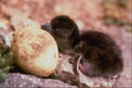 541069 Flippered Blue Penguin Chick, Rare A4 Photo Print