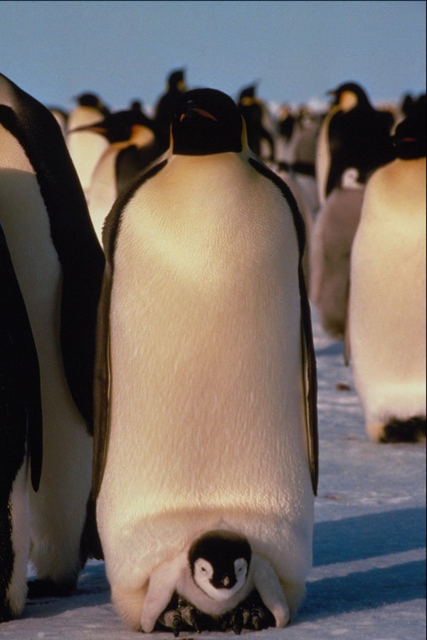 541070 Emperor Penguin A4 Photo Print